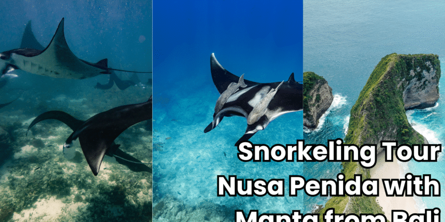 snorkeling manta